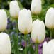 Green boutiQ 120x Tulipa Triumph White