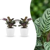 Green boutiQ Ctenanthe Burle Marxii Visgraatplant - 2 Planten - met Potter Wit - Pot 12cm - Hoogte 30cm