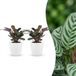 Green boutiQ Ctenanthe Burle Marxii Visgraatplant - 2 Planten - met Potter Wit - Pot 12cm - Hoogte 30cm