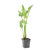 Bloomique - Zantedeschia Aethiopica - Witte Aronskelk - Vijverplanten - Winterhard - Hoogte 10-20 cm - Pot 9 cm