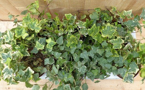 Warentuin natuurlijk - Klimop Hedrea Kleur bont 10 potjes in tray