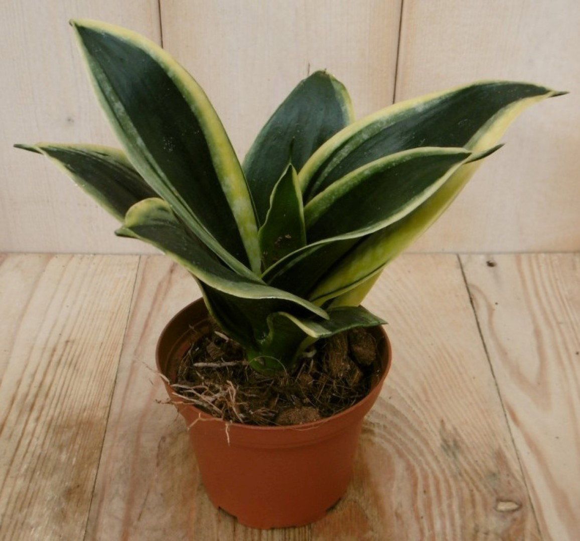 Warentuin Natuurlijk Vrouwentong Mini/Klein Sansevieria geelbont mini kamerplant Sanseveria
