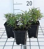 GRDplanten Groendecor Tuinarchitectuur 6x Inula - Inula ensifolia ('Compacta') | 9x9 cm pot