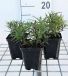GRDplanten Groendecor Tuinarchitectuur 6x Inula - Inula ensifolia ('Compacta') | 9x9 cm pot