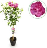 Plantenboetiek.nl Hibiscus syriacus Magenta Chiffon® Terras Plant Bladverliezend Winterhard Roze Bloem Ø19cm 80-90cm hoog Tuinplant