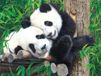 SunsOut Bamboo Buddies 300 PC Puzzle