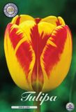 Dutch Flower Lady Dutch Finest Quality Banja Luka Triumph Tulpenbollen Bolmaat 12+ 10 Bloembollen