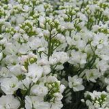 Arborix Arabis caucasica 'Plena' - Rijstebrij pot 9x9 cm