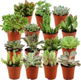 Green Boutiq ZynesFlora Mini Succulenten Mix - 15 Stuks - Ø 5,5 cm Potten - 5-10 cm Hoogte