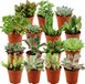 Green Boutiq ZynesFlora Mini Succulenten Mix - 15 Stuks - Ø 5,5 cm Potten - 5-10 cm Hoogte