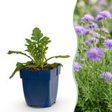 Green Boutiq boutiQ Green Vasteplant Scabiosa col. Butterfly Blue Duifkruid Bijen en Vlinderlokkers Paars 6 Planten Pot 11cm Hoogte 15-25cm