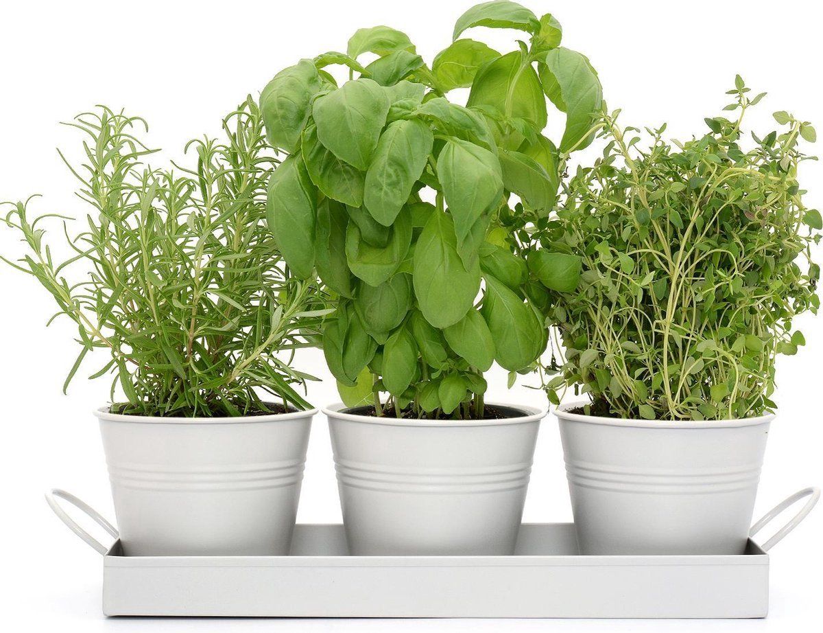 CKB Ltd - Kruidenbak keuken - Bloempot kruiden plantenbak - Set van 3 - Wit