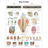 3B Scientific Educatief bord gelamineerd - Het gebit, VR0263L