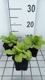 GRDplanten Groendecor Tuinarchitectuur 6x Sleutelbloem - Primula jap. 'Apple Blossom' | 9x9 cm pot