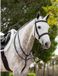 Lemieux Hunter Leather Laced Zwart-zilver