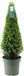 Plants by Frank Echte hulstplant piramide 1x Ilex crenata 'Jenny' piramide 1 stuk 22 cm Ø & 55 cm hoog Buxusvervanger Ilex Tuinplanten Buxus planten