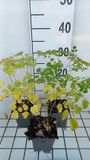 GRDplanten Ruit 6x Thalictrum hybr. 'Splendide'® | 9x9 cm pot