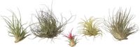 Plant in a Box Tillandsia Mix van 6 Luchtplantjes Kamerplanten Decoratief Hoogte 5-15cm