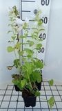 GRDplanten Groendecor Tuinarchitectuur 6x Klokje - Campanula latifolia 'Macrantha Alba' | 9x9 cm pot