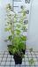 Groendecor Tuinarchitectuur Campanula latifolia 'Macrantha Alba' | pot van 9x9 cm