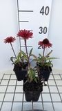 Groendecor Tuinarchitectuur 6x Echinacea Sunseekers Orange | pot de 9x9 cm