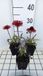 Groendecor Tuinarchitectuur 6x Echinacea Sunseekers Orange | pot de 9x9 cm