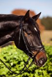 Covalliero Kerbl Hoofdstel Leder Shetty Zwart