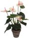 Mica Decorations Anthurium Kunstplant in Bloempot Stan - H40 x Ø30 cm - Lichtroze