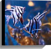 Merkloos / Sans marque Canvas - Duo Enoplosus Armatus Vis met Blauwe Details - 30x30 cm Foto op Canvas Schilderij