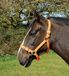 Rhinegold Nylon Halster - Shetland - Tangerine