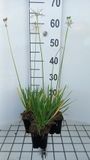 GRDplanten Groendecor Tuinarchitectuur 6x Tulbaghia - Tulbaghia viol. 'Alba' | 9x9 cm pot
