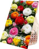 Bloomique Ranunculus Bloembollen Mix - 50 Stuks