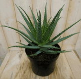Warentuin natuurlijk Warentuin Aloe vera kamerplant