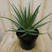Warentuin natuurlijk Warentuin Aloe vera kamerplant