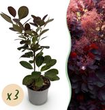 Plantenboetiek.nl Cotinus coggygria Royal Purple - Paars - 3 Planten - Bladverliezend - Weinig Onderhoud - Ø12cm - 25-35cm hoog - Tuinplant
