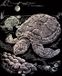 Royal & langnickel HOLO13 HOLOGRAPHIC ENGRAVING SEA TURTLE