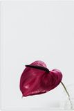 Merkloos / Sans marque Poster - Rood- Paars Gekleurd Blad - 40x60 cm - Mat Papier