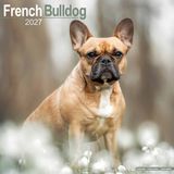 Avonside Franse Bulldog Kalender 2027 Wandkalender