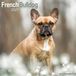 Avonside Franse Bulldog Kalender 2027 Wandkalender