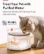 Chat - Fontaine pour chatons - Bol d'eau pour chats - Abreuvoir pour chatons