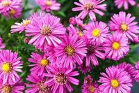 GRDplanten Aster 6x Aster dum. 'Jenny' | pot de 9 x 9 cm