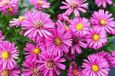 GRDplanten Aster 6x Aster dum. 'Jenny' | pot de 9 x 9 cm