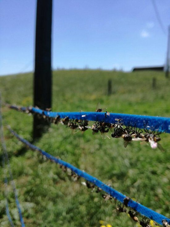 Insective Vliegenlint 400m