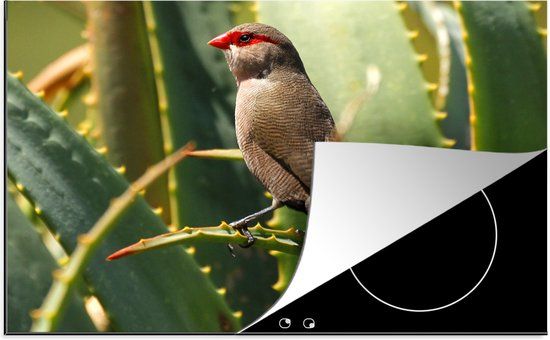 KitchenYeah® Inductie beschermer 77x51 cm - Sint helenafazantje op een aloe plant - Inductiebeschermer - Inductiemat