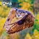 Owls BrownTrout Owls 2027 12 X 24 Inch Monthly Square Wall Calendar