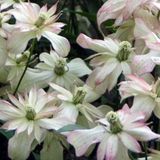 Arborix Clematis Montana 'Marjorie' - Bosrank 50-60 cm in pot