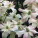 Arborix Clematis Montana 'Marjorie' - Bosrank 50-60 cm in pot