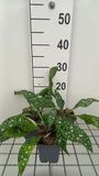 Groendecor Tuinarchitectuur 6x Pulmonaria - Pulmonaria hybr. 'Trevi Fountain' | pot de 9x9 cm