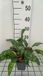 Groendecor Tuinarchitectuur 6x Pulmonaria - Pulmonaria hybr. 'Trevi Fountain' | pot de 9x9 cm