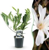 Plantenboetiek.nl Magnolia Stellata Bloem Wit Bladverliezend Weinig Onderhoud Ø18cm 35-45cm hoog Tuinplant